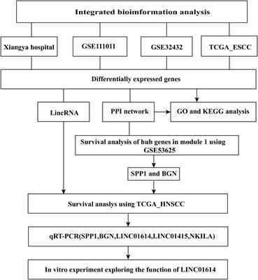 Identification and Validation of Potential Pathogenic Genes and Prognostic Markers in ESCC by Integrated Bioinformatics Analysis